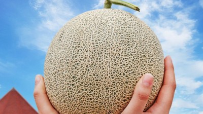 놓치면 후회!🍯 고당도 프리미엄 메론 초특가 후기🍈